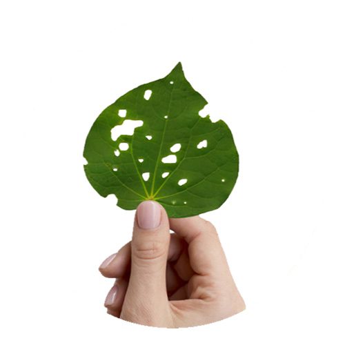 about-kawakawa-kawakawa-leaf What is Kawakawa