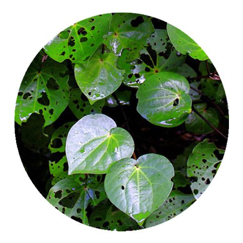 Kawakawa (Piper excelsum) Kawakawa (Piper excelsum)