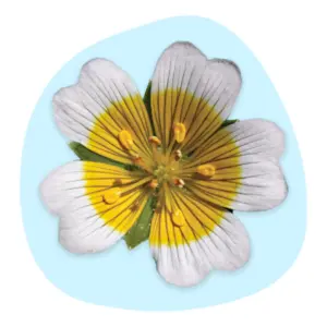 Meadowfoam Seed Oil Meadowfoam Seed Oil