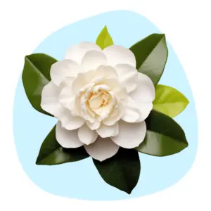 Camellia Oil Camellia Oil