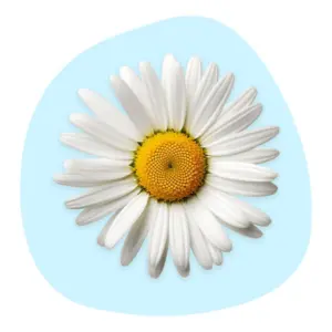Chamomile Chamomile