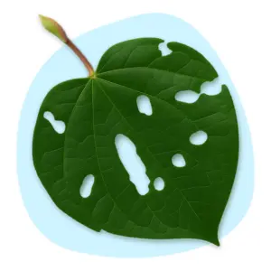 Kawakawa Kawakawa