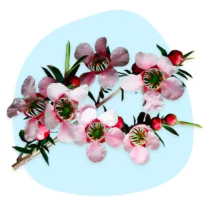 Manuka Manuka