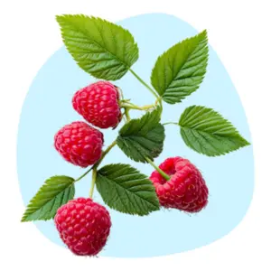 Raspberry Seed Oil Raspberry Seed Oil