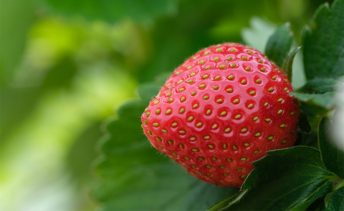 Strawberry seed oil for skin