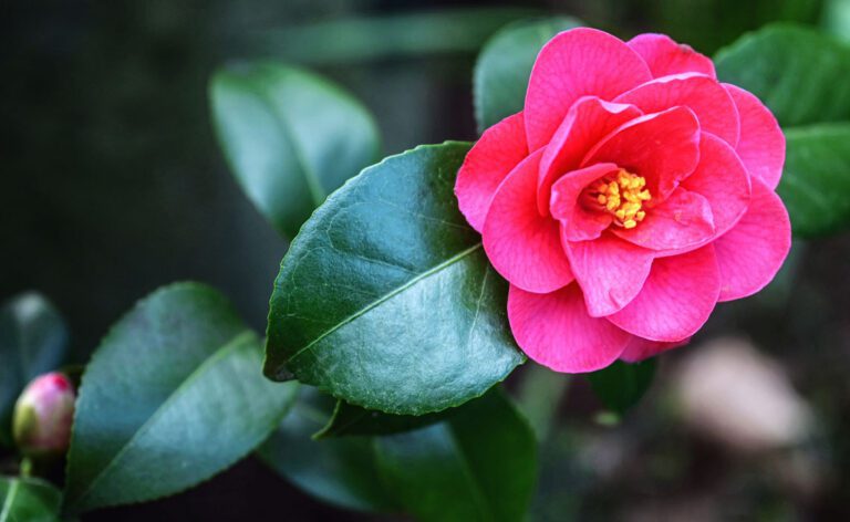 Camellia oil in skincare