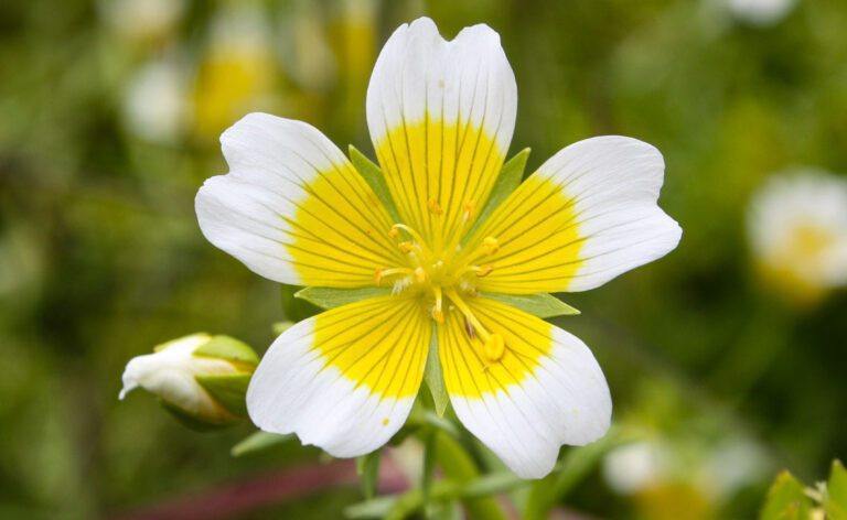 Meadowfoam Seed Oil in Skincare