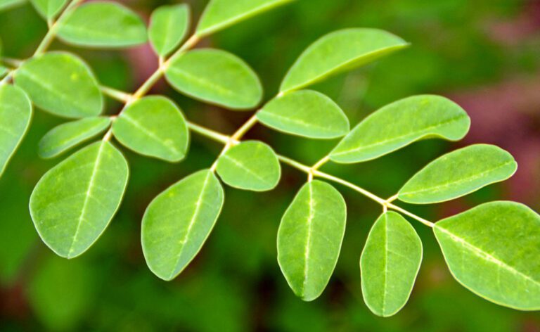 Moringa Seed Oil in Skincare
