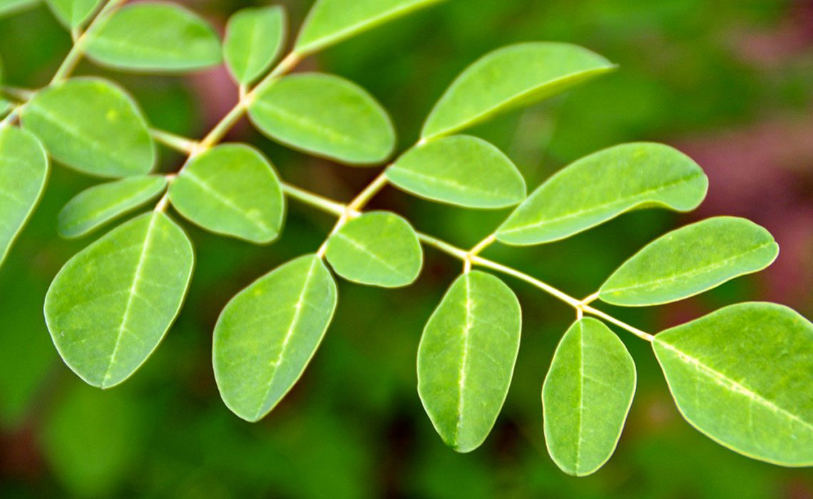 Moringa Seed Oil in Skincare