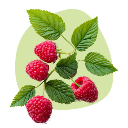 Raspberry Seed Oil