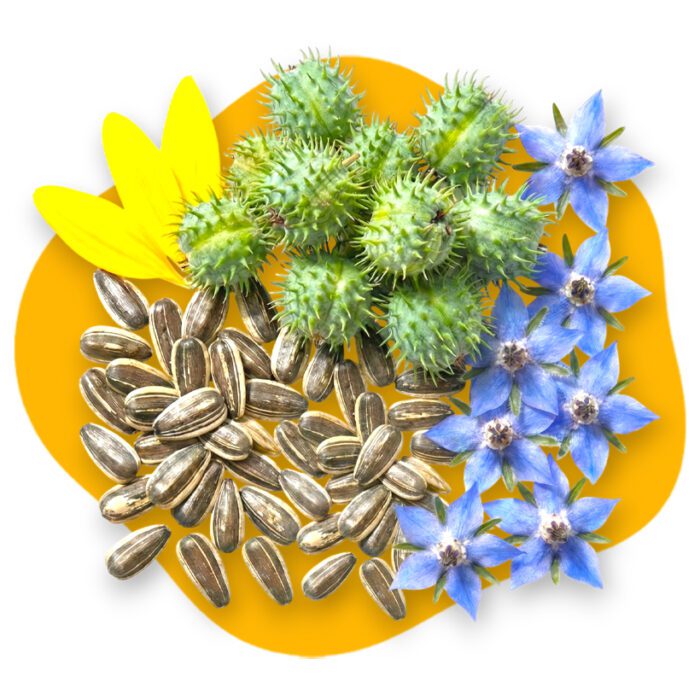 Kawakawa Body Oil Ingredients