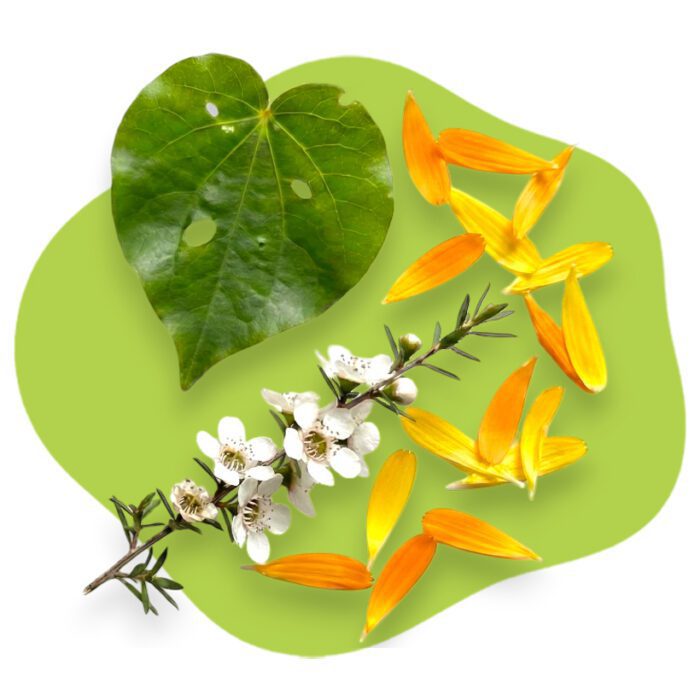 Eckco Barrier Balm fresh native Kawakawa leaf and Manuka flowers, highlighting its natural triple-infused ingredients.