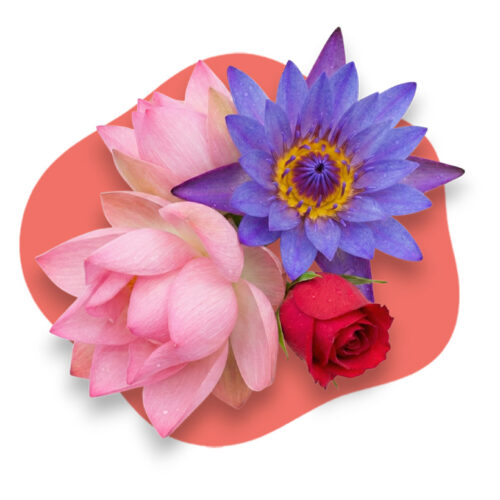 Blue Lotus, Pink Lotus, and Rose Damascena flowers on a white background, representing the rare floral absolutes in Eckco U.F.O. LUXE Ultimate Face Oil.