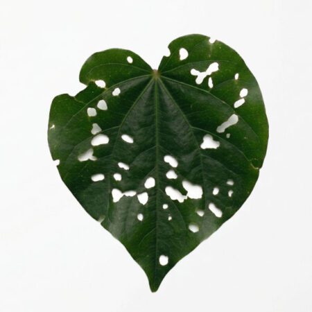 New Zealand Kawakawa leaves. Eckco botanical skincare ingredient.