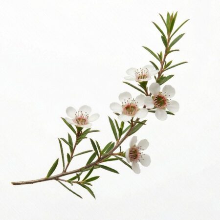 Manuka leaves. Native botanical ingredient for skincare